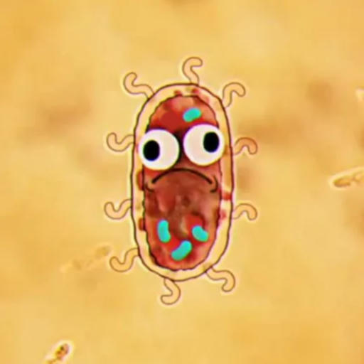 Bacteria