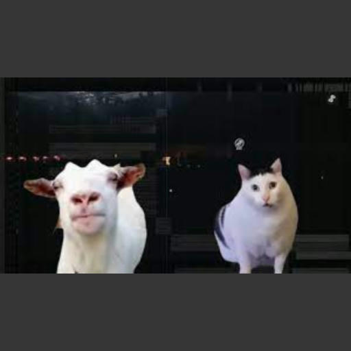 猫（EDM）