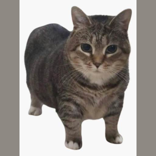 BLUE UIA Cat