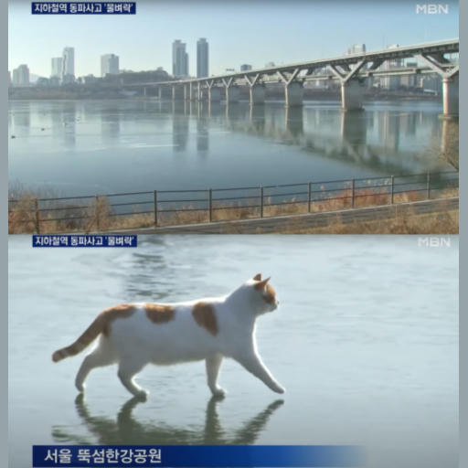 꽁꽁 얼어붙은 한강 위로 고양이가 걸어다닙니다