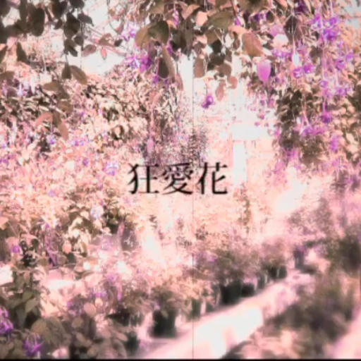 狂愛花